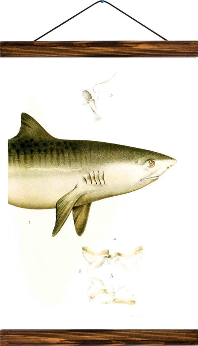 Front half of a shark, reprint on linen - Josef und Josefine