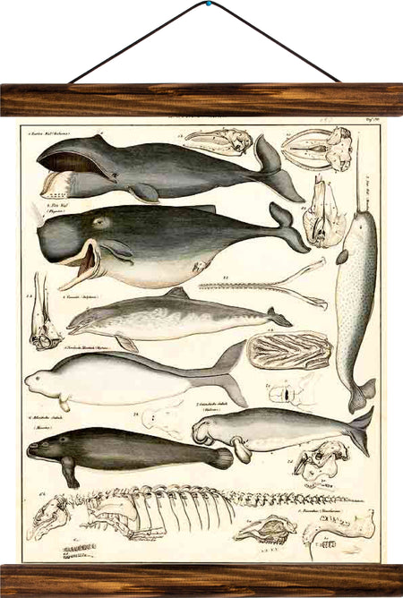 Whales, reprint on linen - Josef und Josefine