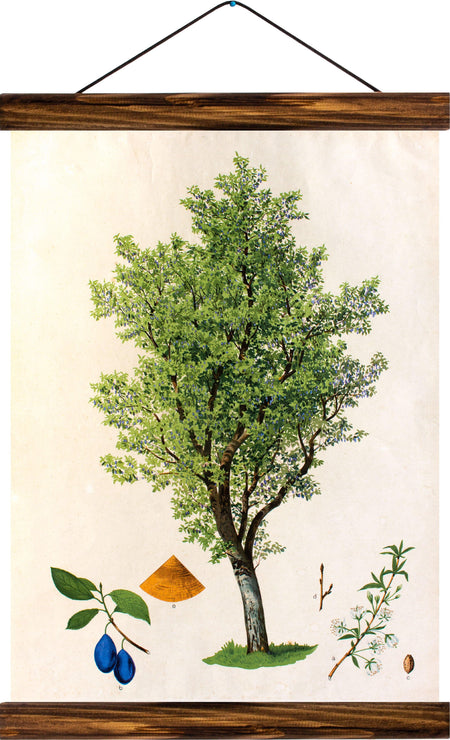 Plum tree, reprint on linen - Josef und Josefine
