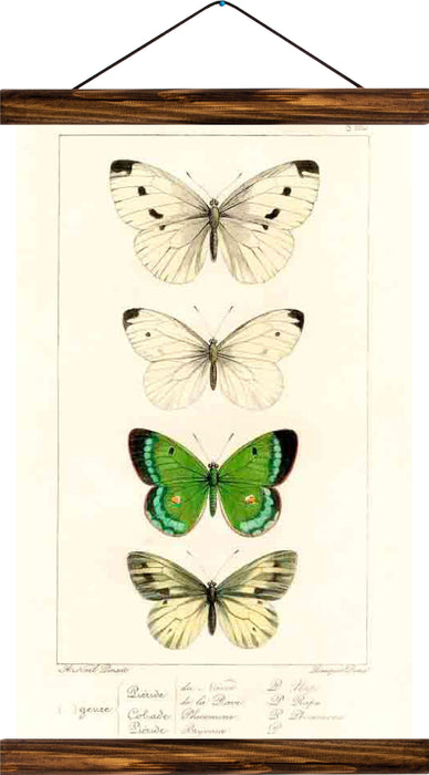 Butterflies, reprint on linen - Josef und Josefine