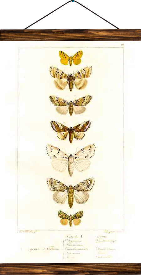 Different types of moths, reprint on linen - Josef und Josefine