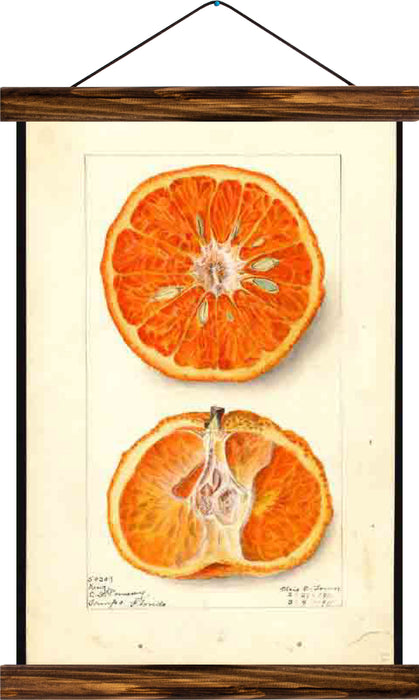 Tangerine, reprint on linen - Josef und Josefine