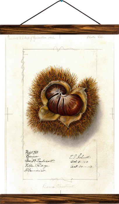 Chestnut, reprint on linen - Josef und Josefine