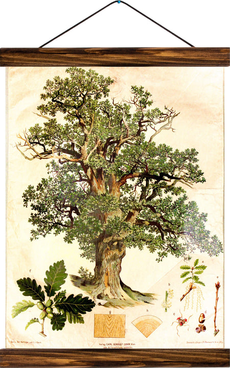 Oak tree, reprint on linen - Josef und Josefine