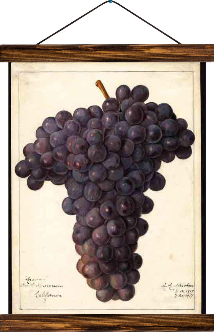 Fruits