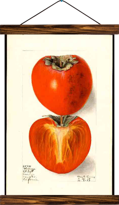 Tomatoe, reprint on linen - Josef und Josefine