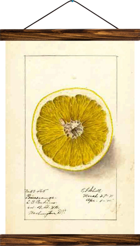 Lemon, reprint on linen - Josef und Josefine