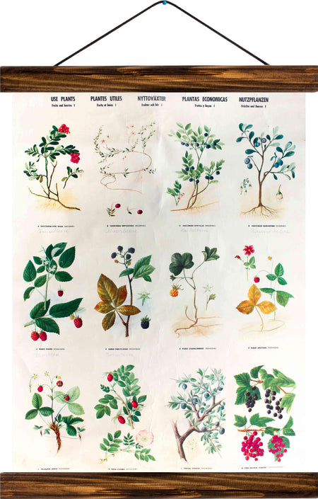 Different types of fruits, reprint on linen - Josef und Josefine