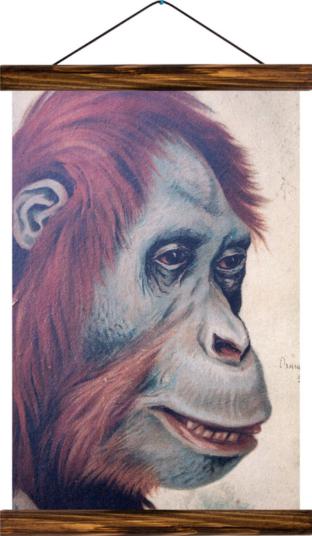 Orangutan, reprint on linen - Josef und Josefine