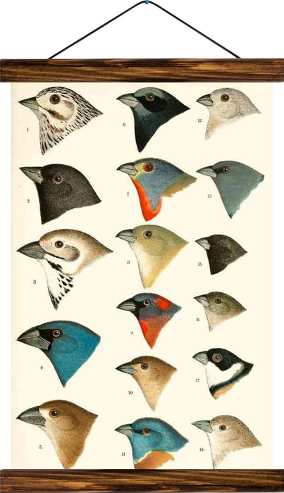 Birds, reprint on linen - Josef und Josefine