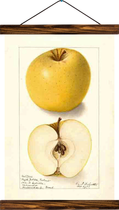 Apple, reprint on linen - Josef und Josefine