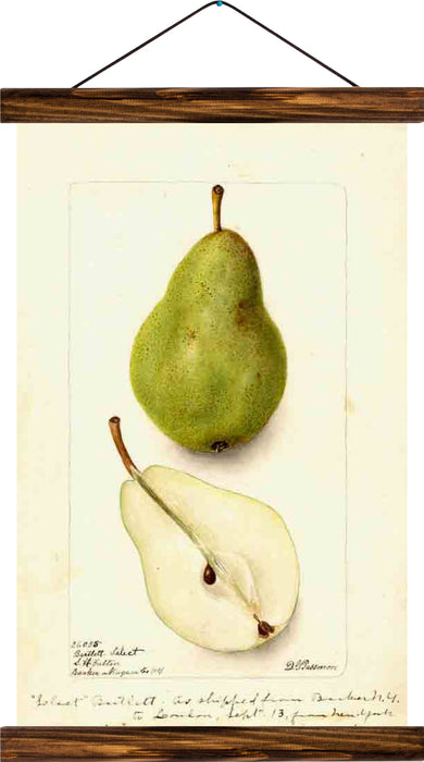 Pear, reprint on linen - Josef und Josefine