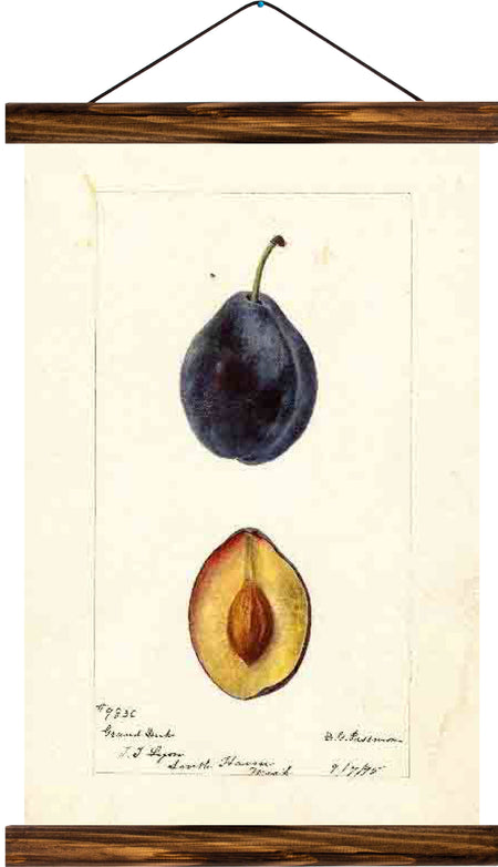 Plum, reprint on linen - Josef und Josefine