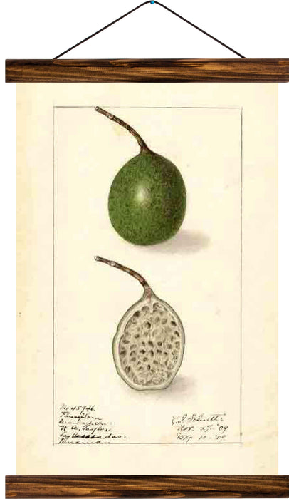 Guava, reprint on linen - Josef und Josefine