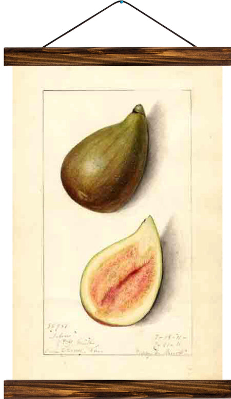 Fig, reprint on linen - Josef und Josefine