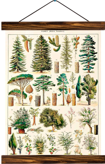 Different types of trees, reprint on linen - Josef und Josefine