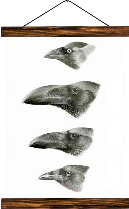 Beaks, reprint on linen - Josef und Josefine