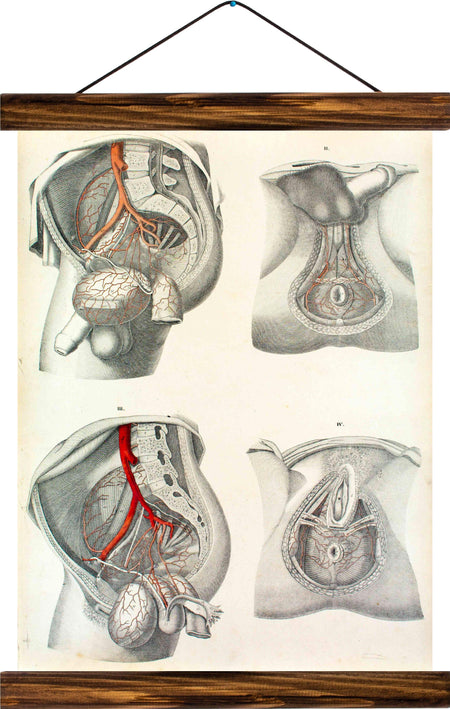 Human sex organs, reprint on linen - Josef und Josefine