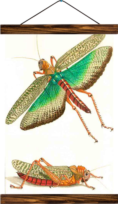 Grasshopper, reprint on linen - Josef und Josefine