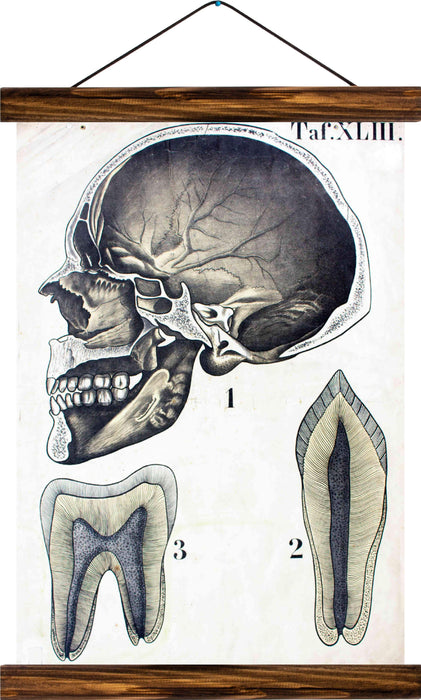 Human head, reprint on linen - Josef und Josefine