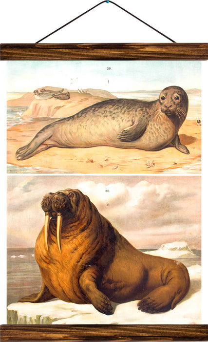 Sea lion, reprint on linen - Josef und Josefine