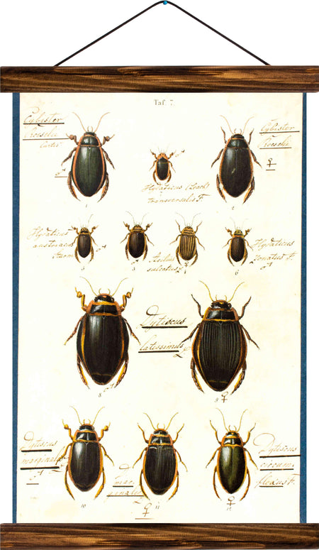 Beetles, reprint on linen - Josef und Josefine