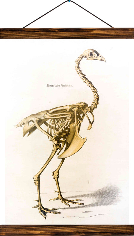 Skeleton of a rooster, reprint on linen - Josef und Josefine