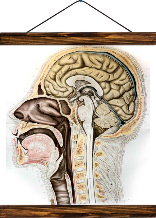 Human head, reprint on linen - Josef und Josefine