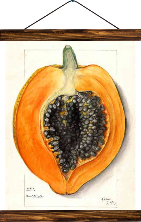 Papaya, reprint on linen - Josef und Josefine