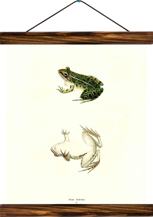Frog, reprint on linen - Josef und Josefine
