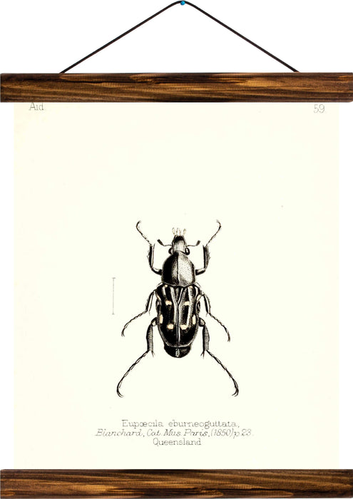 Fiddler beetle, reprint on linen - Josef und Josefine