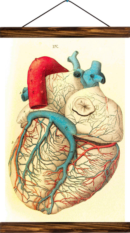 Human heart, reprint on linen - Josef und Josefine