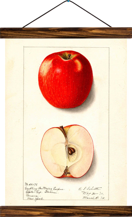 Apple, reprint on linen - Josef und Josefine