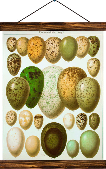 Eggs of european birds, reprint on linen - Josef und Josefine