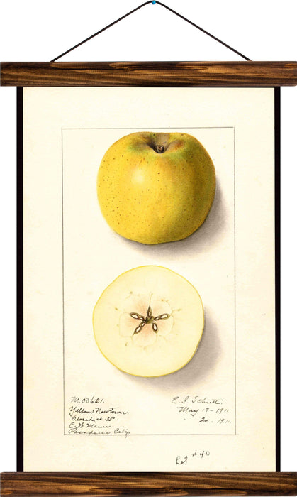 Apple, reprint on linen - Josef und Josefine