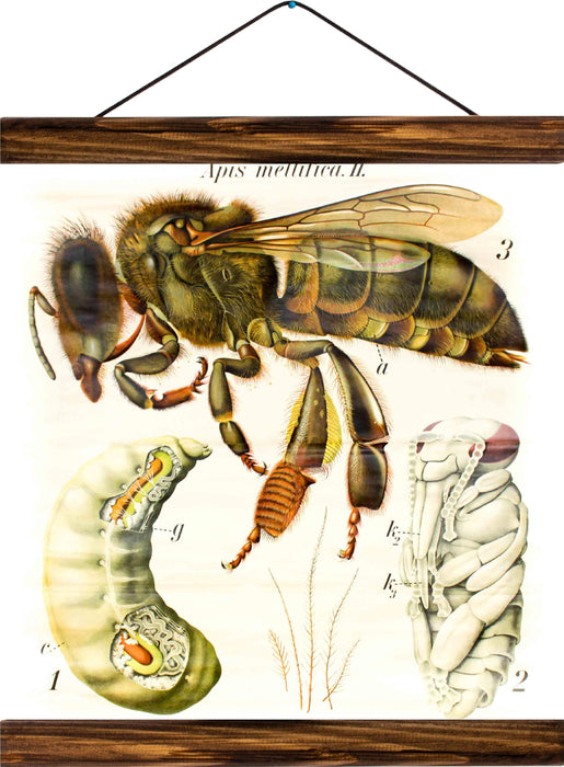 Bee, reprint on linen - Josef und Josefine