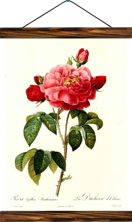 Rose, reprint on linen - Josef und Josefine