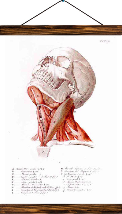 Human head, reprint on linen - Josef und Josefine
