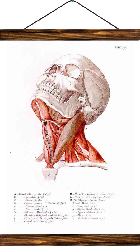 Human head, reprint on linen - Josef und Josefine