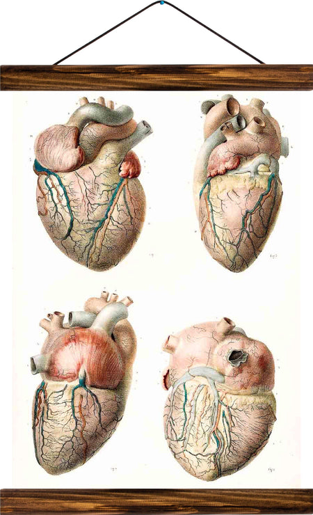 Human heart, reprint on linen - Josef und Josefine