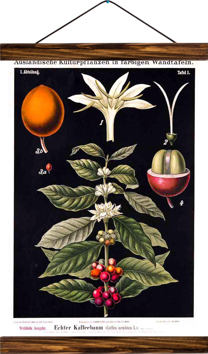 Flowers & Plants