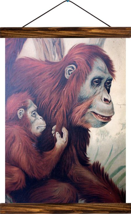 Orangutan, reprint on linen - Josef und Josefine