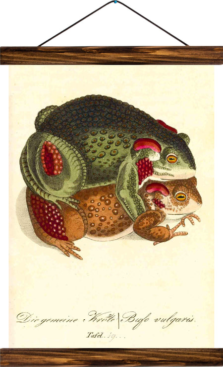 Common toad, reprint on linen - Josef und Josefine