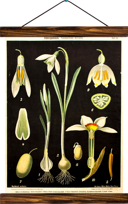 Snowdrop, reprint on linen - Josef und Josefine