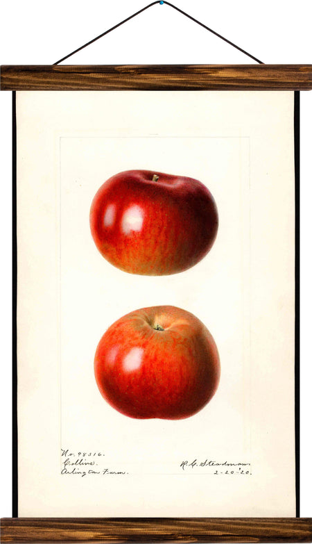 Apple, reprint on linen - Josef und Josefine