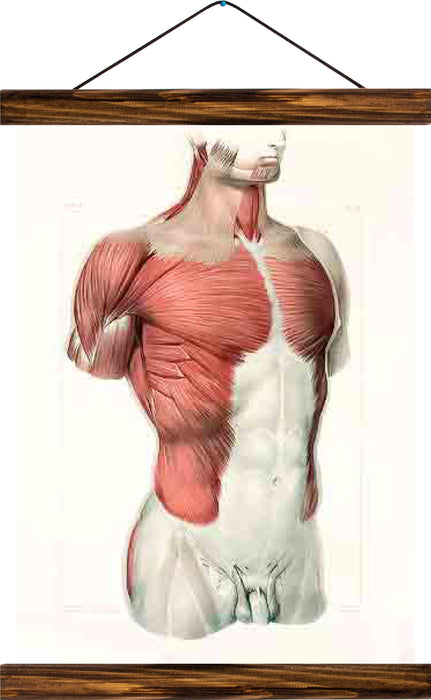 Human upper body muscles, reprint on linen - Josef und Josefine
