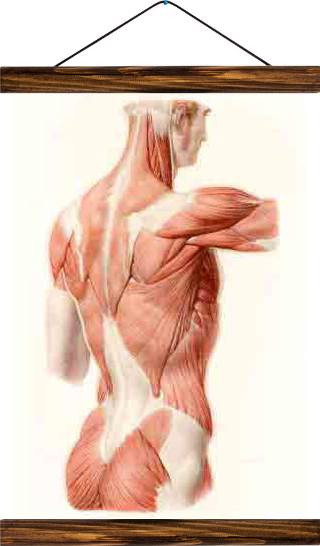 Human muscles, reprint on linen - Josef und Josefine