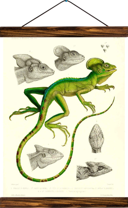 Chameleon, reprint on linen - Josef und Josefine