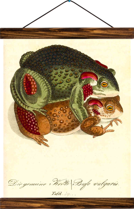 Toads, reprint on linen - Josef und Josefine