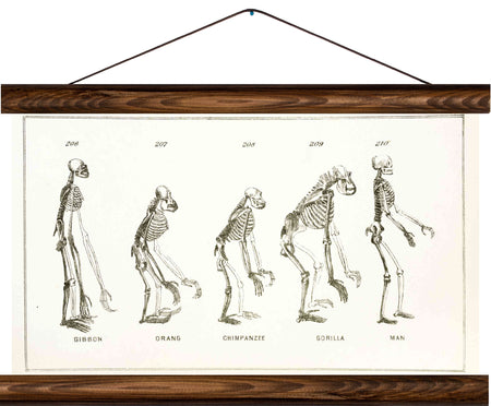 Primates, reprint on linen - Josef und Josefine